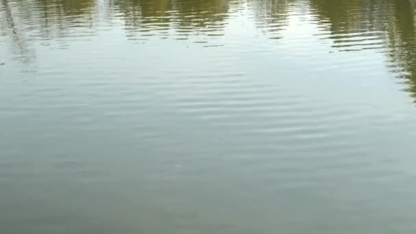 池の木々の反射 — ストック動画