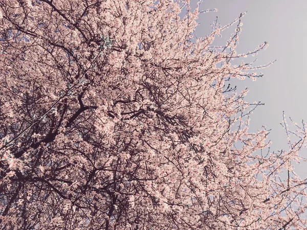 사과나무에서 꽃이 피는 봄에 꽃이 피는 배경 — 스톡 사진