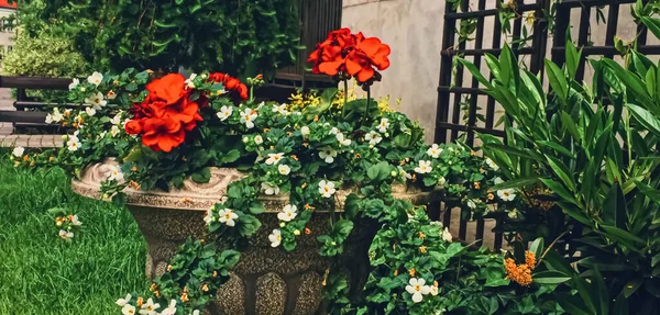 Krásná zelená zahrada s květinami na luxusním dvoře — Stock fotografie