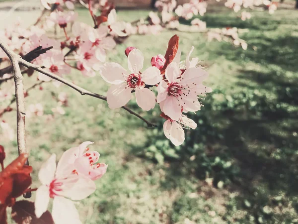 Урожайний фон з квітів яблуні цвіте, квітка цвіте навесні — стокове фото