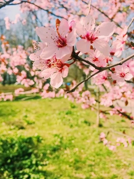 Fleurs de pommier fleurissent, floraison florale au printemps — Photo