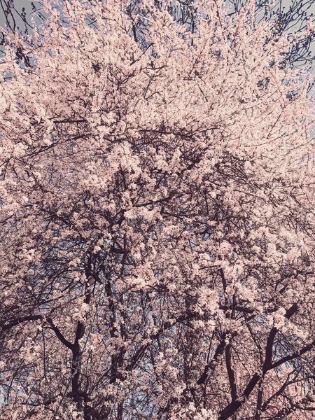 花の背景として春にリンゴの木の花を咲かせる — ストック写真