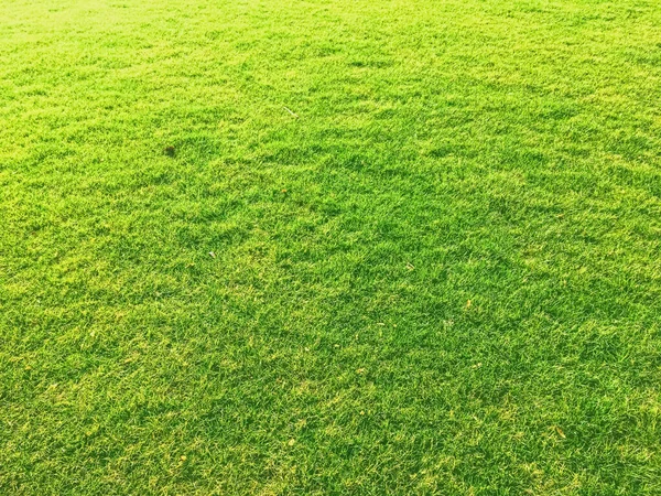 Pelouse d'herbe verte comme fond — Photo