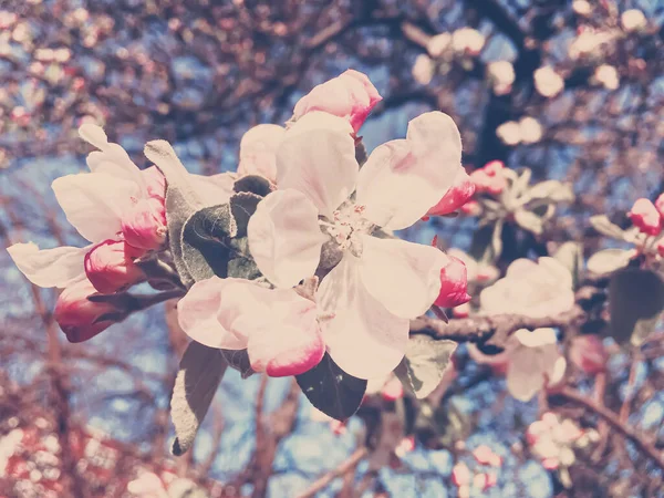Bloeiende appelboom bloemen in het voorjaar als bloemen achtergrond — Stockfoto