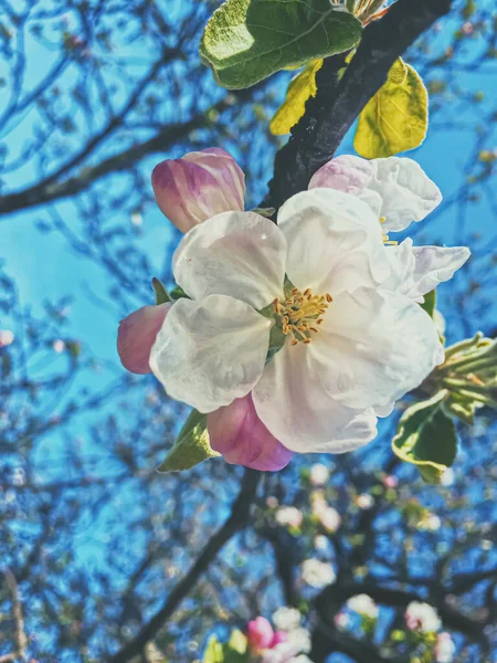 Fioritura fiori di melo in primavera come sfondo floreale — Foto Stock
