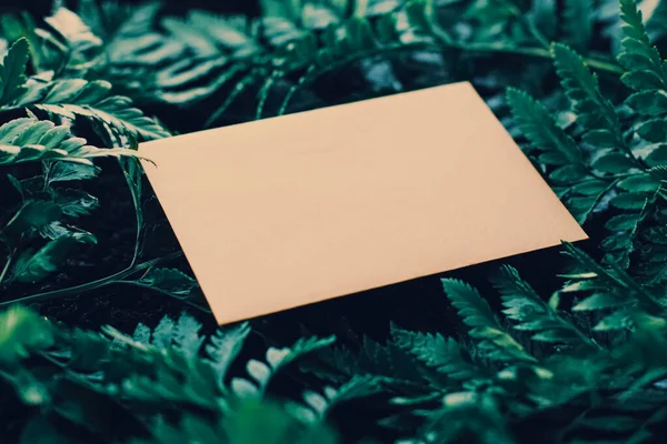 Sobre en blanco y hojas verdes en la naturaleza, tarjeta de papel como fondo, correspondencia y boletín de noticias — Foto de Stock