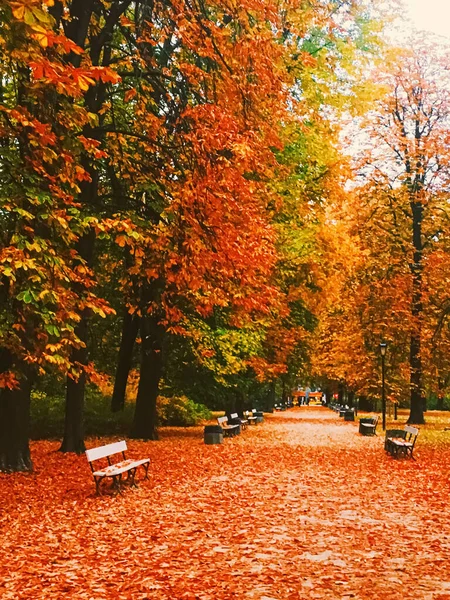 Natureza de outono no parque, folhas de queda e árvores ao ar livre — Fotografia de Stock