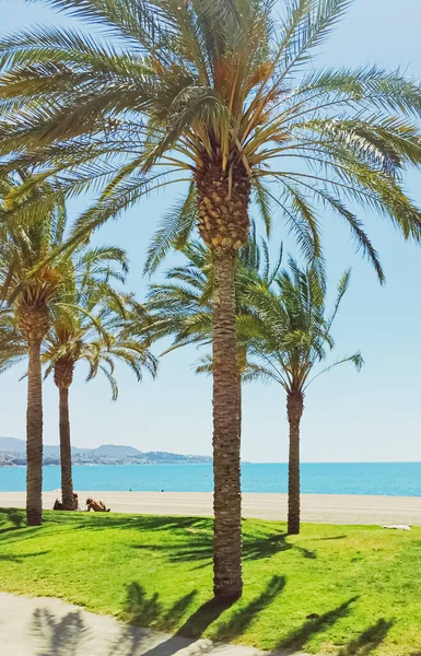 Tropische palmbomen op het strand, zomer natuur en reizen — Stockfoto