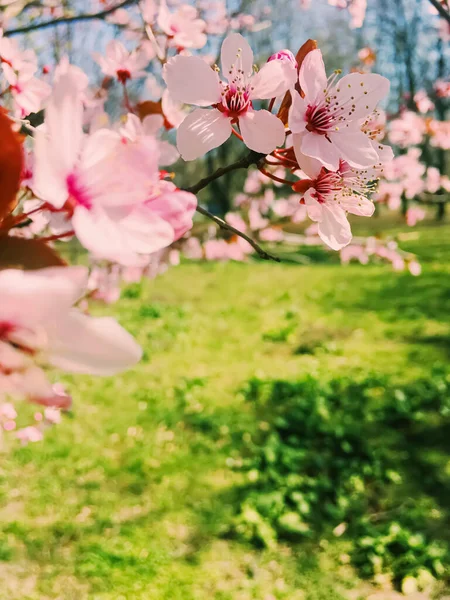 Apfelbaumblüten blühen, Blütenpracht im Frühling — Stockfoto
