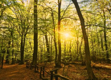 Bahar ormanı manzarası gün batımında ya da gün doğumunda