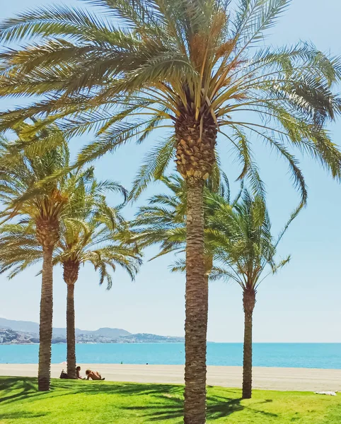 Tropische palmbomen op het strand, zomer natuur en reizen — Stockfoto