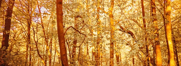 Podzimní lesní krajina při západu slunce nebo východu slunce — Stock fotografie