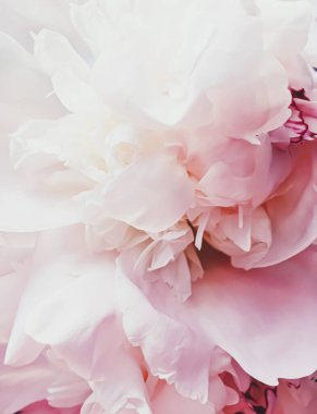 Tatil markaları için soyut çiçek arkaplanı olarak pembe şakayık çiçeği.