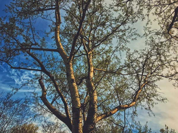 Baharda gün batımında güzel ağaçlar ve gökyüzü — Stok fotoğraf
