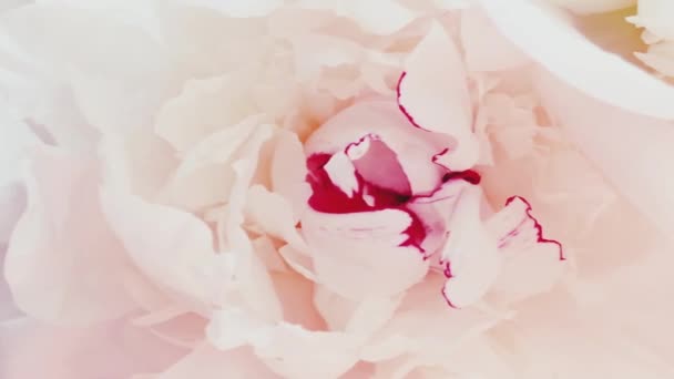 Maravillosas flores de peonía blanca y rosa como fondo, boda y decoración floral — Vídeo de stock