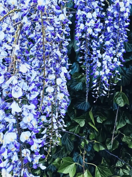 Blue wisteria flowers and leaves in botanical garden as floral background, nature and flowering