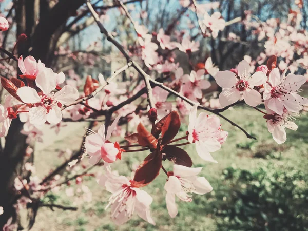 Fondo vintage de flores de manzano florecen, flor floral en primavera —  Fotos de Stock