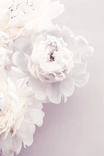 Blommande pion blommor som blommig konst på violett bakgrund, bröllop inredning och lyx branding — Stockfoto