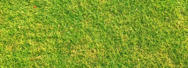Grön gräsmatta som bakgrund — Stockfoto