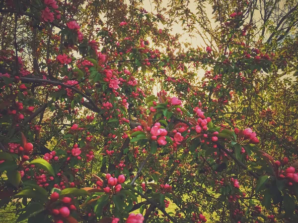 Bayas rojas en el árbol al atardecer en primavera —  Fotos de Stock