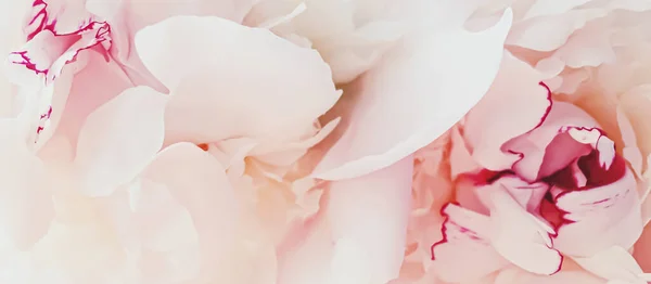 Pinkfarbene Pfingstrose als abstrakter floraler Hintergrund für Urlaubseinkäufe — Stockfoto