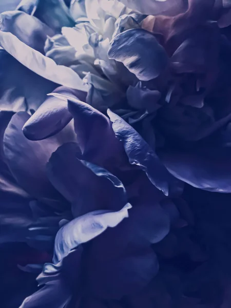 Viola fiore di peonia come sfondo floreale astratto per il branding vacanza — Foto Stock