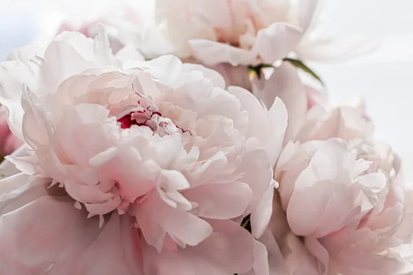 Bouquet di fiori di peonia come sfondo floreale di lusso, decorazione di nozze e branding di eventi — Foto Stock