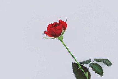 Güzel kırmızı gül çiçeği, çiçek ve tatil