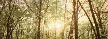 Bahar ormanı manzarası gün batımında ya da gün doğumunda