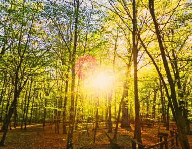 Bahar ormanı manzarası gün batımında ya da gün doğumunda