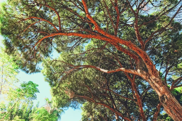 Krásné stromy v jižním podnebí v létě — Stock fotografie