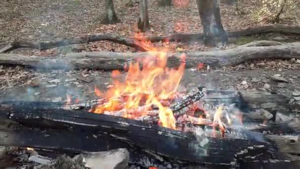 Fogo Brilhante Floresta — Vídeo de Stock