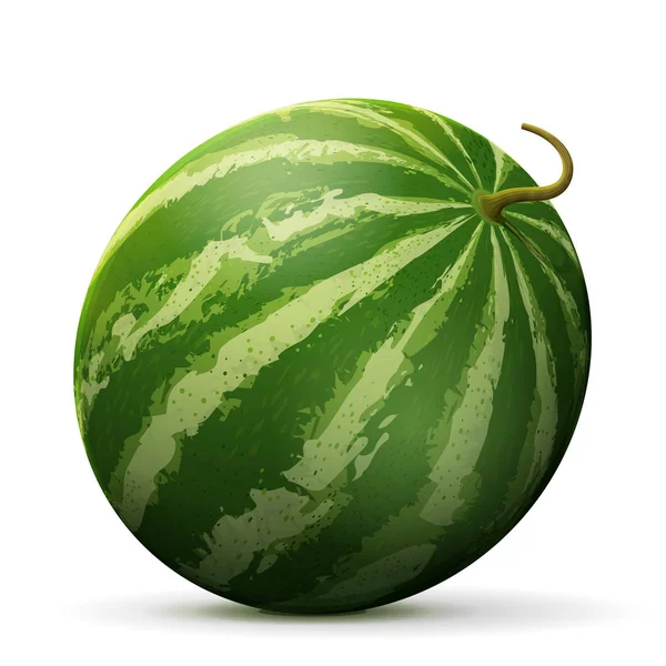 Única fruta melancia close up — Vetor de Stock