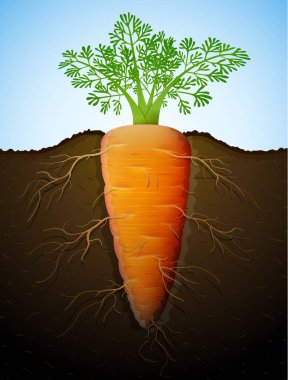 Growing of carrot tuber in ground clipart