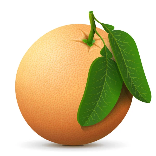 Single whole grapefruit fruit close up — Stock Vector