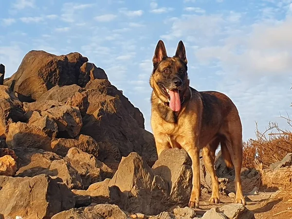 Tyska Shepherd Eftermiddagen Solsken Promenad Södra Teneriffa — Stockfoto