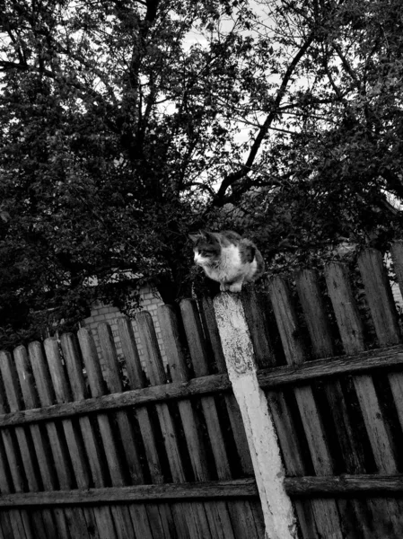 Tha Fence Cats Village Nature Sky Beautiful Sky Monohrom Black — Stock Photo, Image