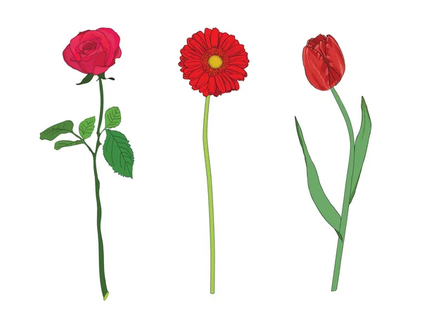 Rote Blumen Rose Gerberas Tulpe — Stockvektor