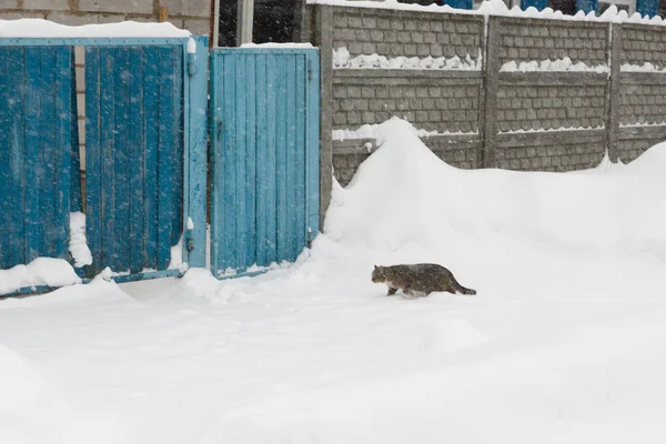 Cat goes on snow covered street