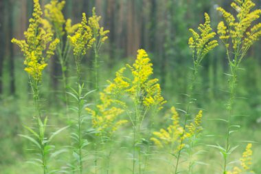 Sevimli küçük çiçekler