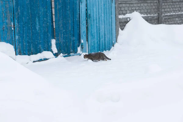 Cat goes on snow covered street — Stock Photo, Image