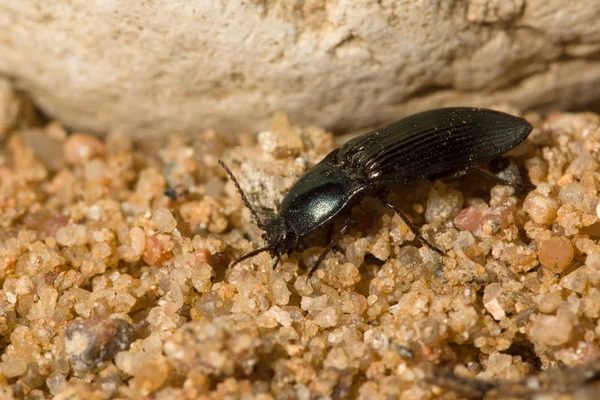 黒い甲虫 — ストック写真
