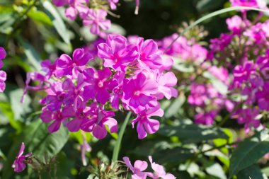 ağaç dalı ile lots-in mor çiçekler