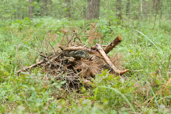 Fragmentos de árvores na floresta — Fotografia de Stock