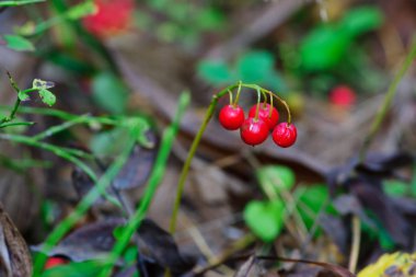 kök üzerinde kırmızı meyveler
