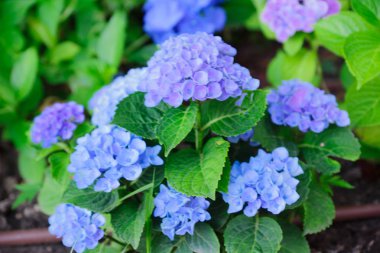 güzel kır çiçekleri