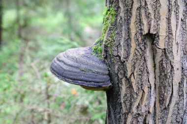 tıbbi mantarların sonbahar ormanda yetiştiği