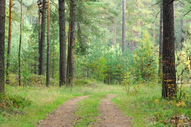ağaçlar ve kütükleri ormanda