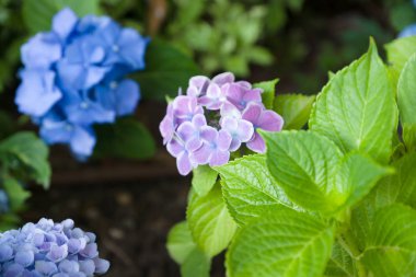 güzel kır çiçekleri