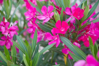 güzel kır çiçekleri